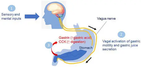 Diagram of the cephalic phase of digestion showing the brain-vagus nerve-stomach signaling pathway triggered by sensory inputs like taste and chewing